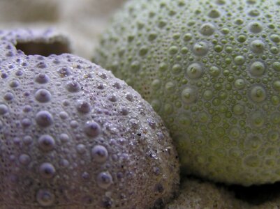 Hedgehog sea macro