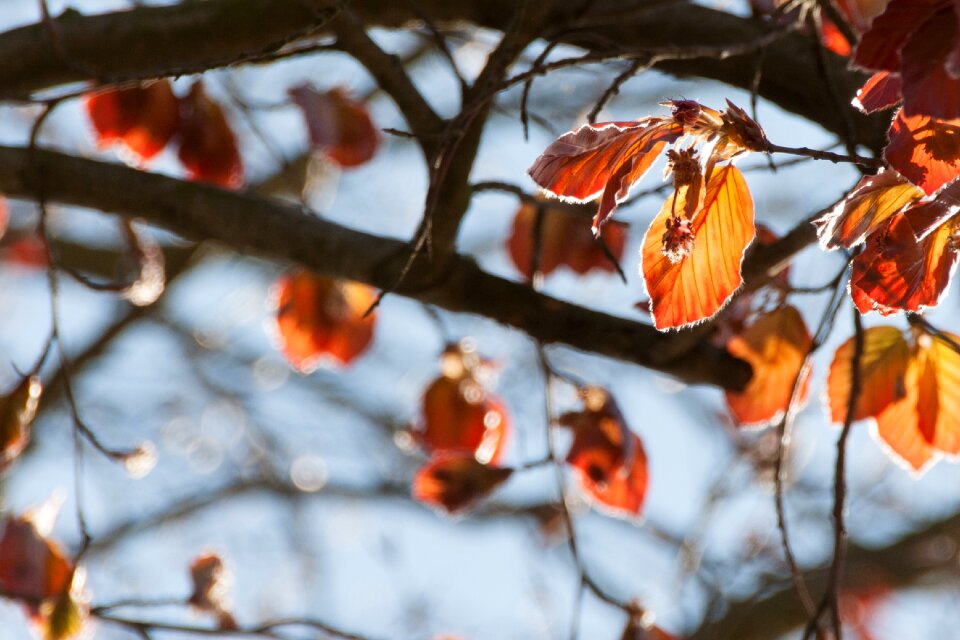 Leaves bright tree
