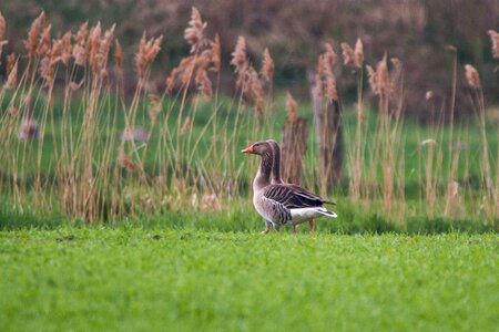 Meadow wild goose migratory birds photo