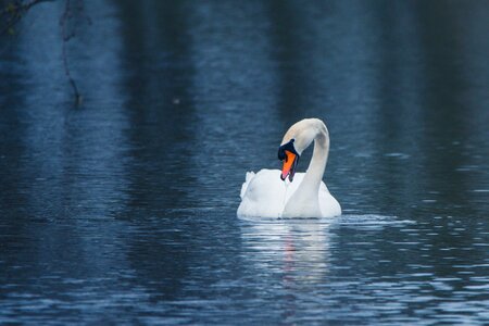 Lake pond water photo