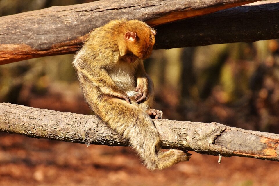 Monkey mountain salem animal wild animal