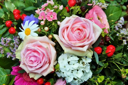 Blossom bloom pink rose