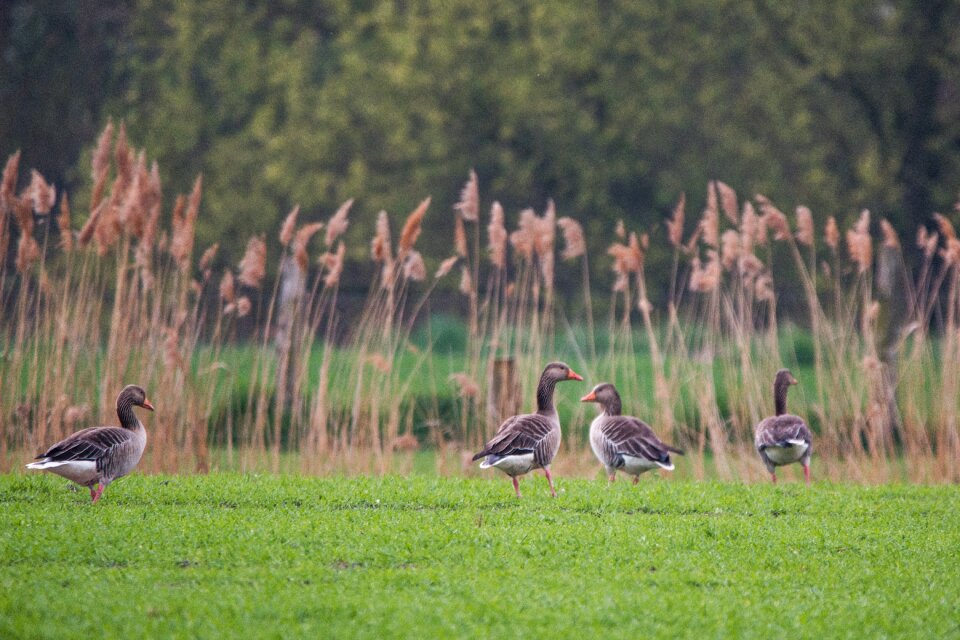 Meadow wild goose migratory birds