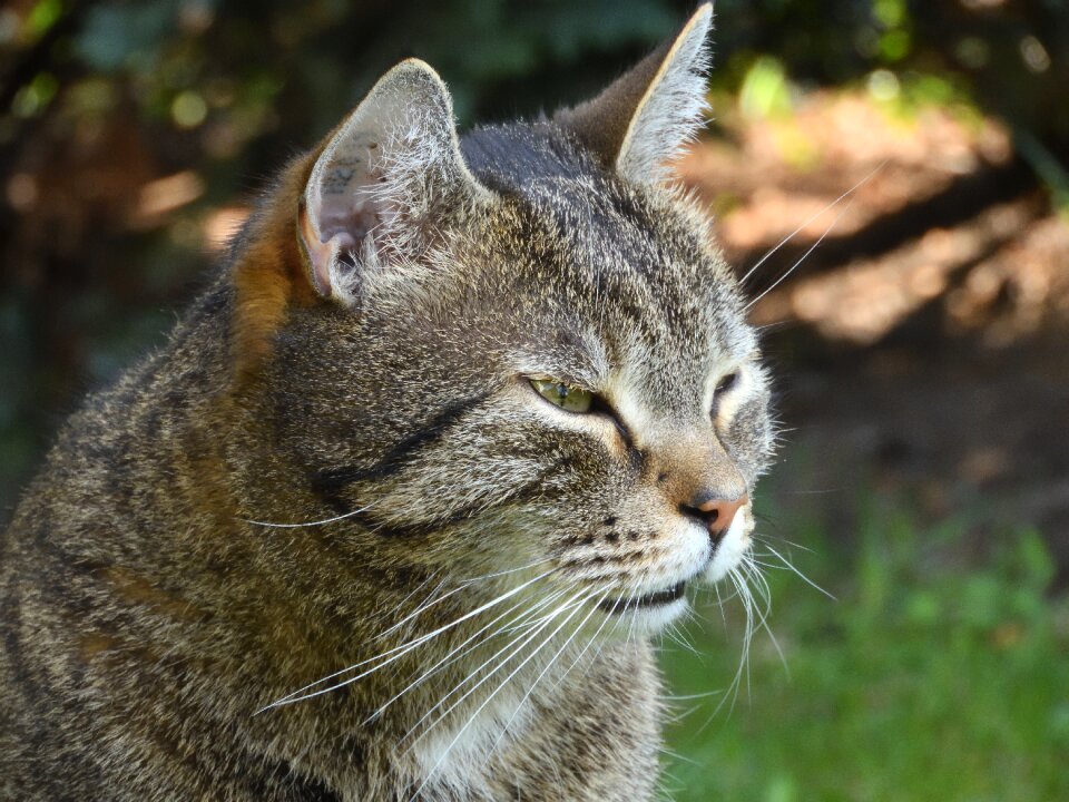 Cat face garden expression