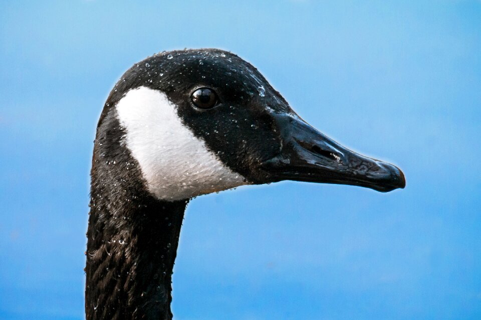 Bill water bird neck
