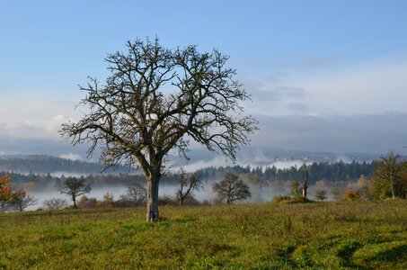 Landscape fog trees photo