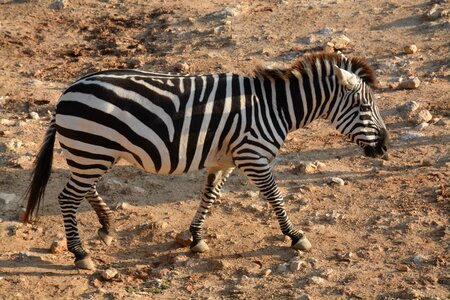 Africa safari