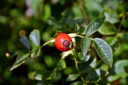 Plant nature green