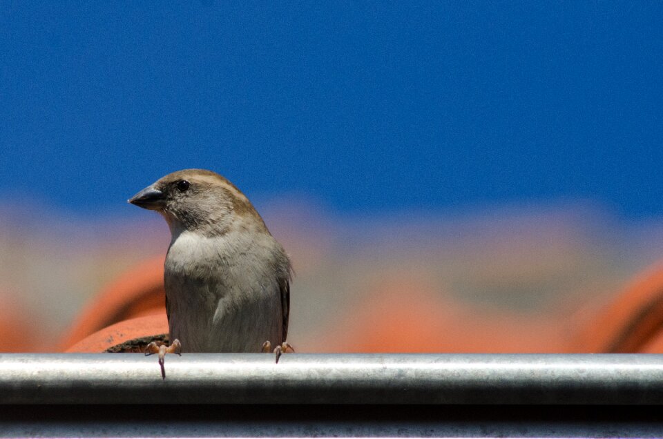 Ornithology sitting gutter photo