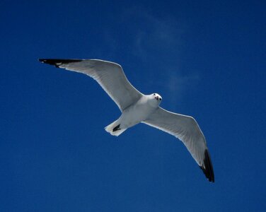 Seagull bird ave photo