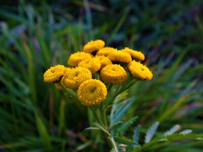 Dandelion nature autumn photo