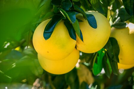 Honey pomelo grapefruit fujian photo