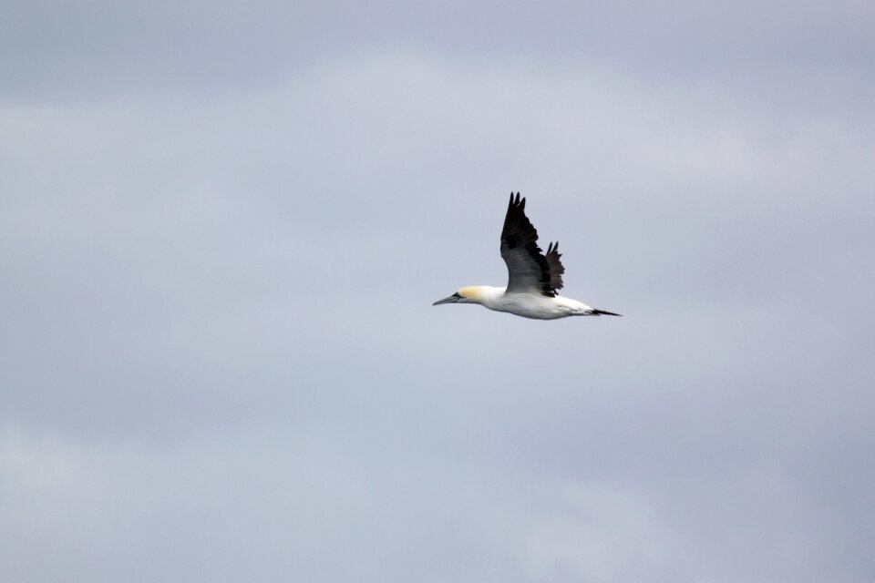 Bird flight