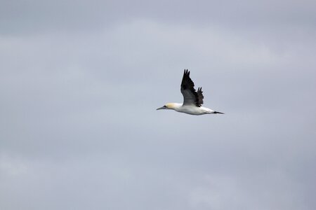 Bird flight