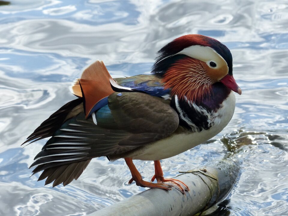 Plumage duck bird park