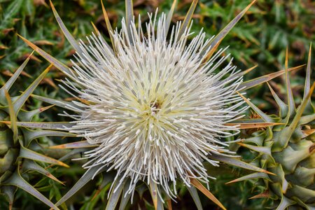 Nature spike pricker