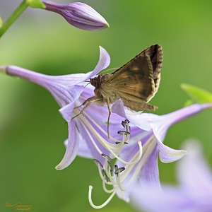 Fauna nature bug