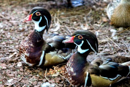 Pond swimming mandarin