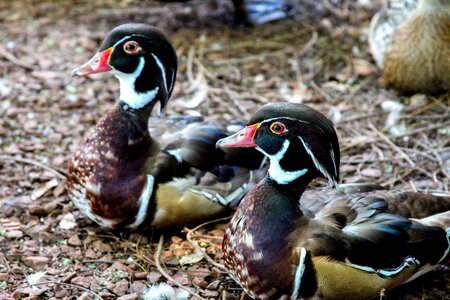 Pond swimming mandarin photo