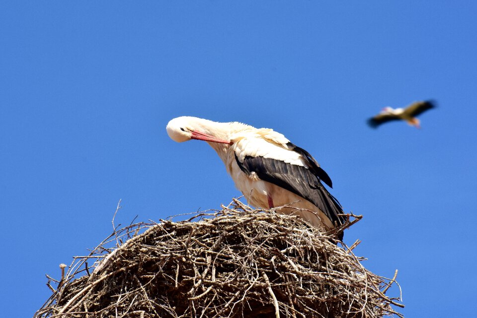 Build birds stork
