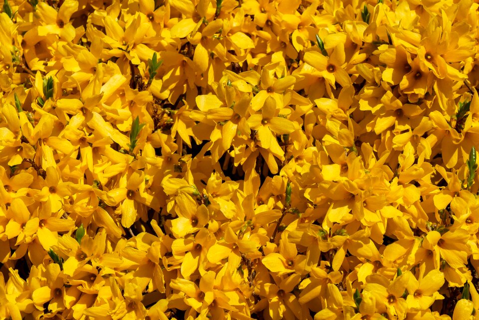 Forsythia yellow frühlingsanfang