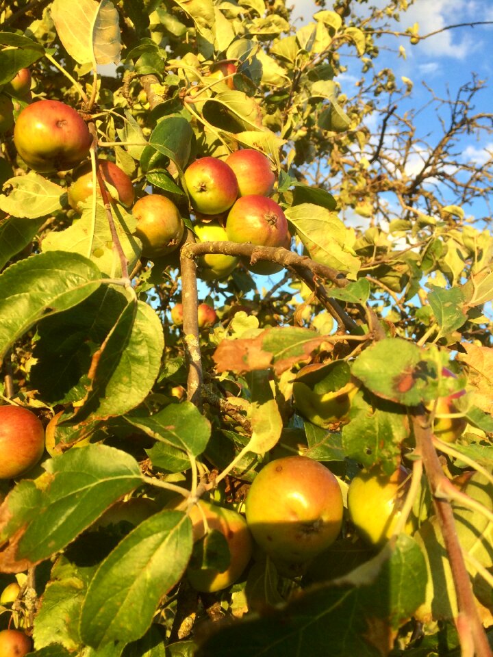 Apple boskop sweet