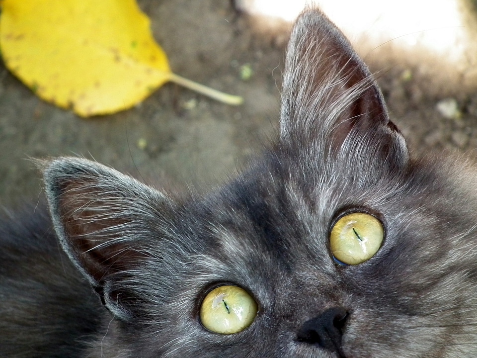 Cat eyes cat's eye cute