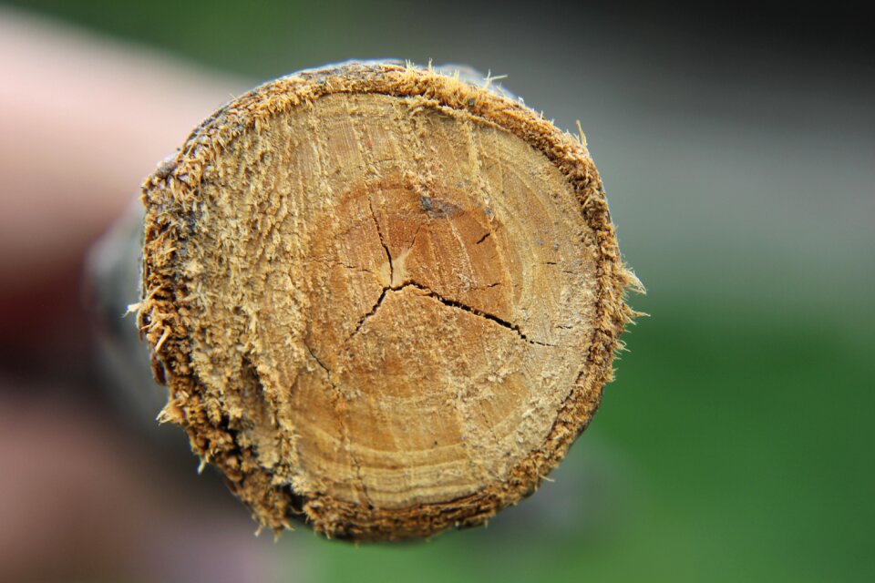 Trees knot forestry