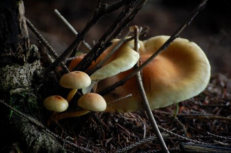 Autumn mushroom picking forest mushroom photo