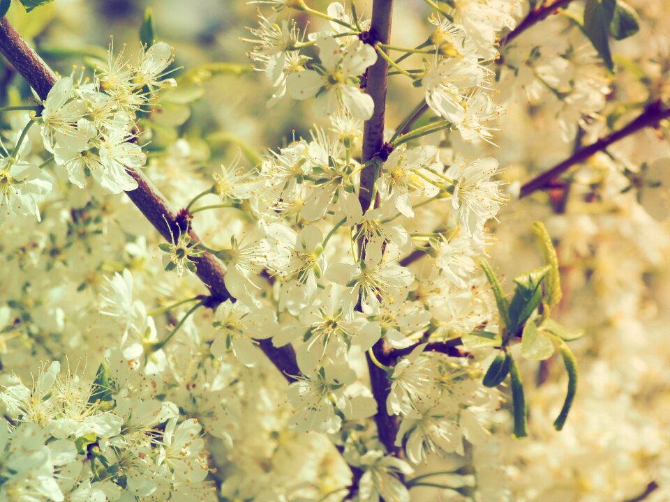 Flowering branch white flowers flowering tree