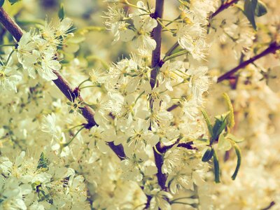 Flowering branch white flowers flowering tree photo