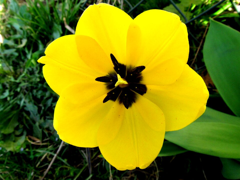 Flowers open flower tulip
