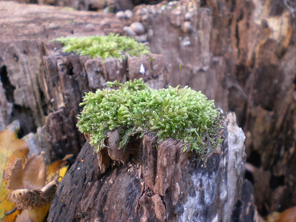 Moss forest tree stump