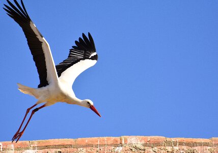 Plumage nature animal world photo