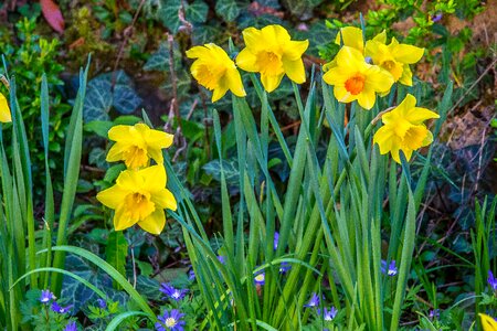 Narcissus pseudonarcissus yellow spring photo