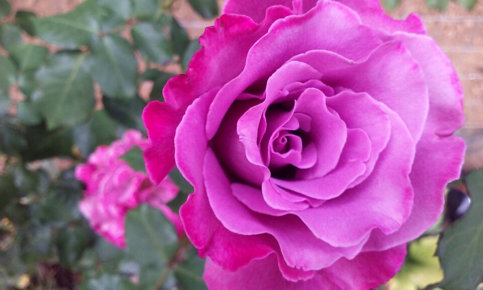 Floral blossom romantic
