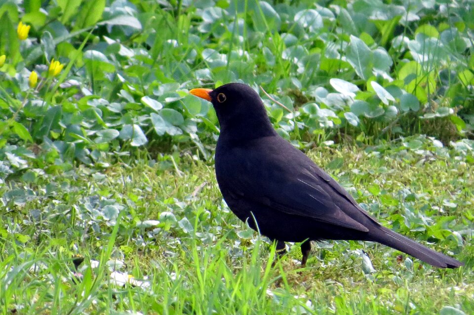 Blackbird meadow spring