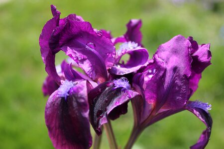 Purple flower plant flowers photo