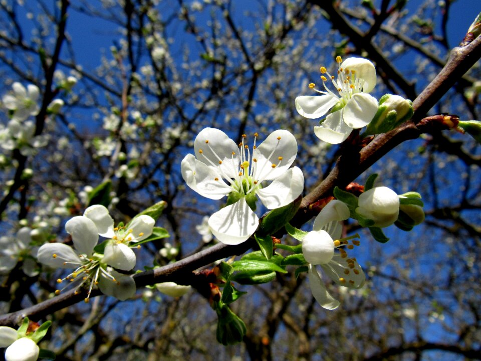 Plum blossom fruit tree blossom Free photos