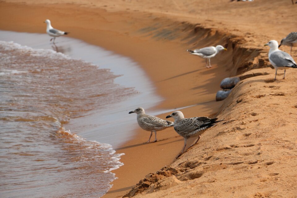Baikal gulls beach