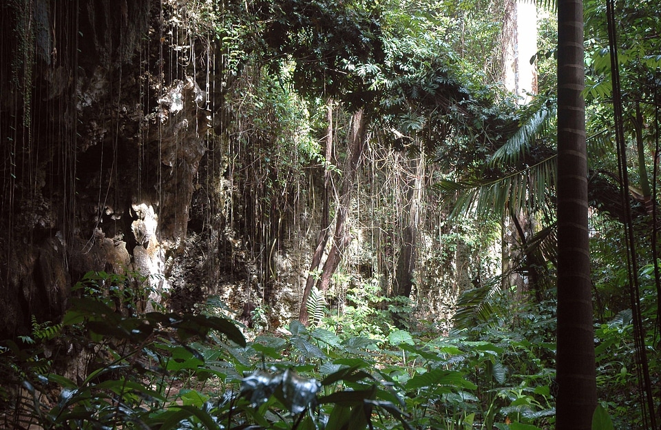 Tree organic agriculture