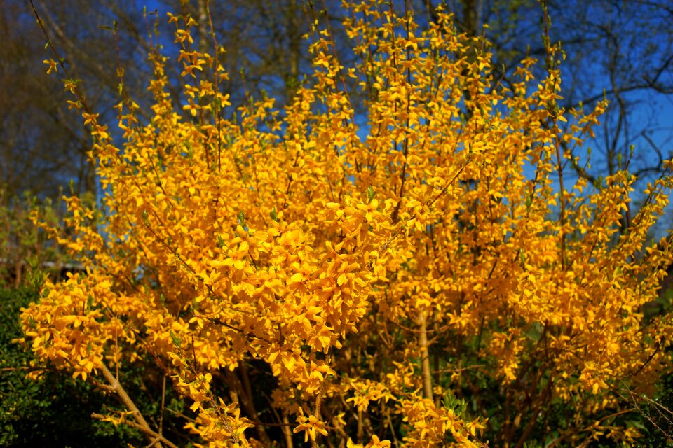 Forsythia close up spring