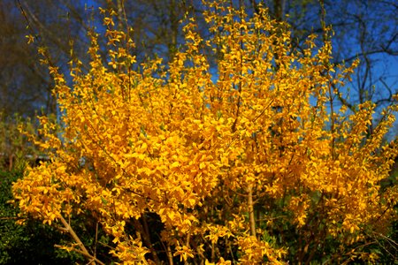 Forsythia close up spring photo