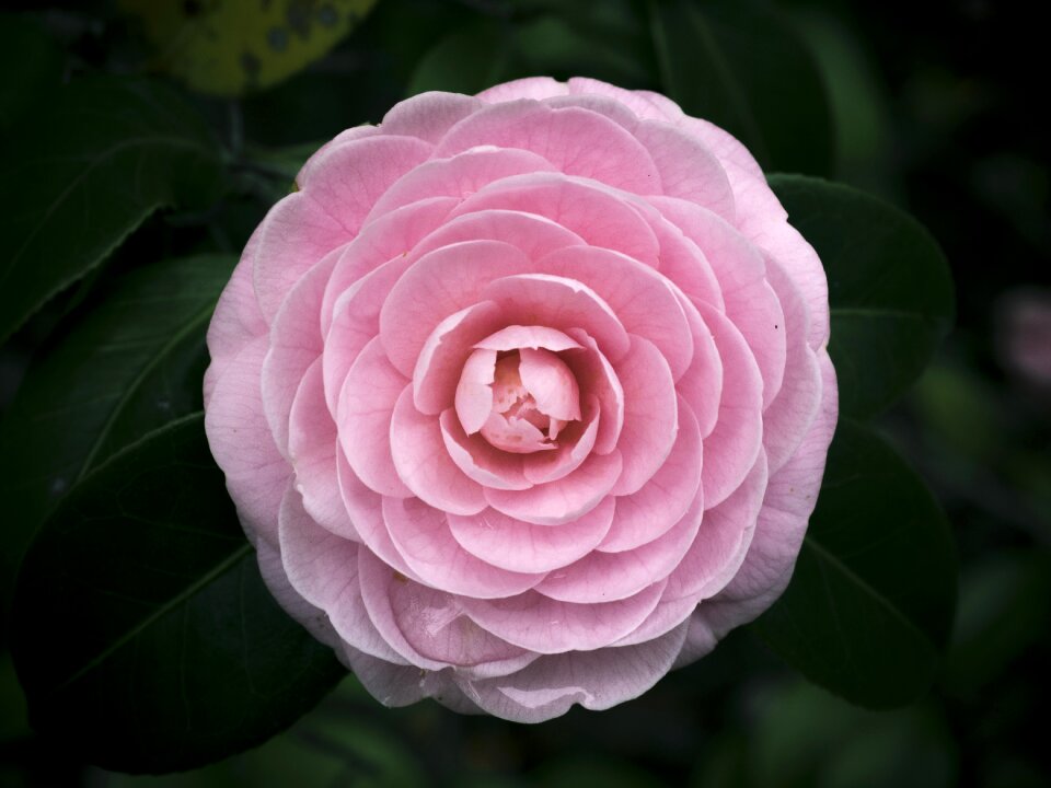 Flowers 姫椿 camellia
