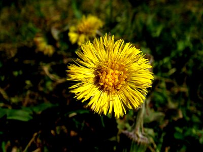 Medicinal plant asteraceae tussilago photo