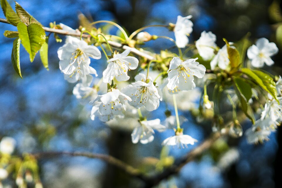 Bloom white blossom flowers