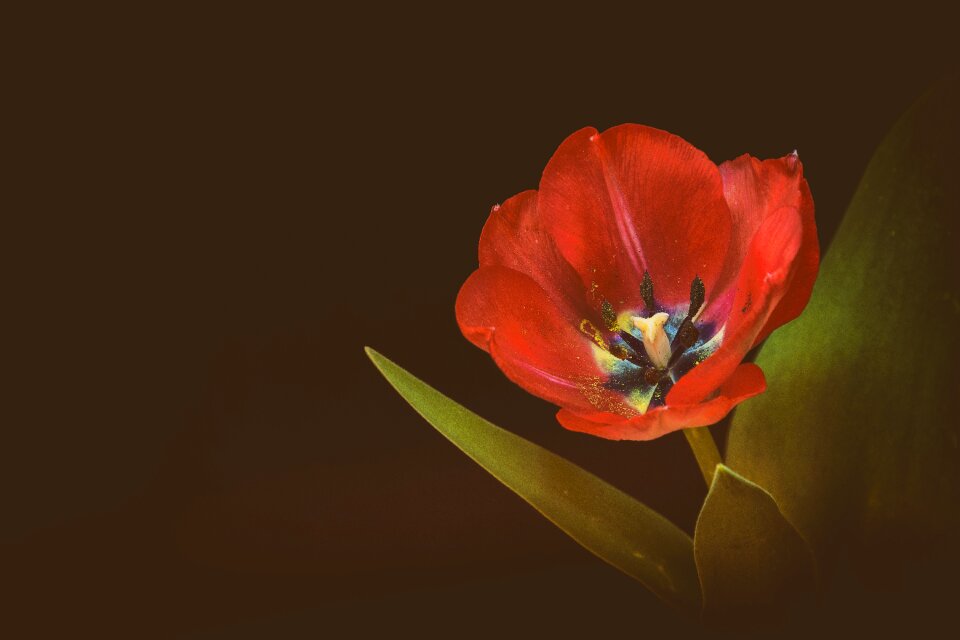 Red flower red tulips nature