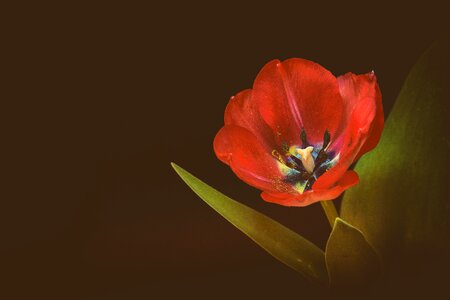 Red flower red tulips nature photo