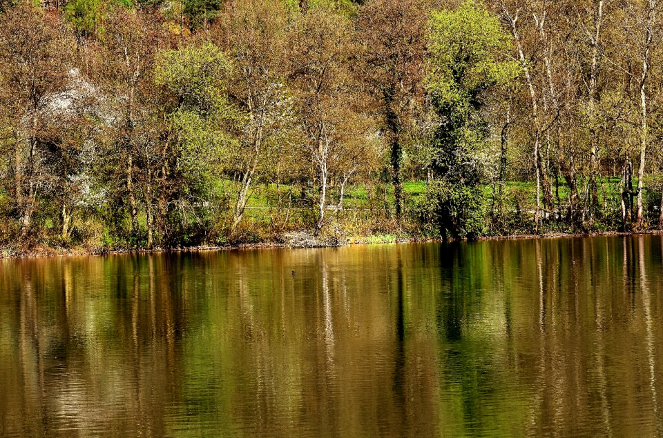 Landscape water trees