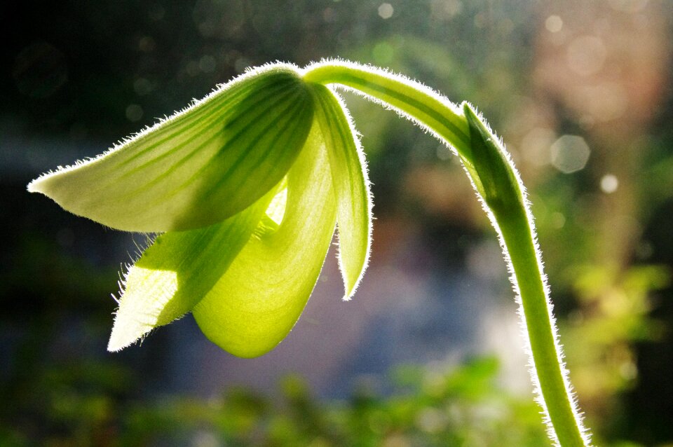Orchid flower green